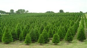 christmas trees